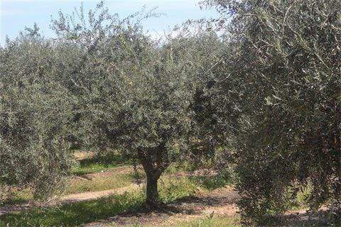 CALIFORNIA GOLD - OLIVE OIL EXTRA VIRGIN COLD PRESS
